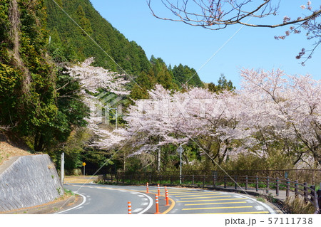 桜街道 57111738