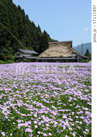 久多の北山友禅菊 57111897