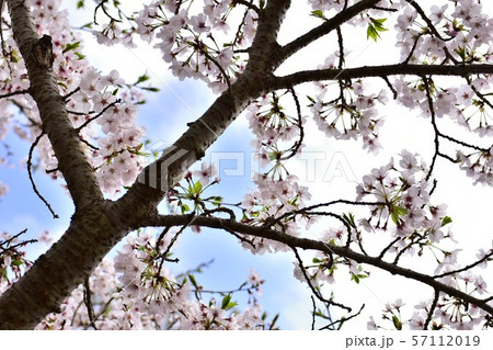 桜を見上げてみた 桜を見上げてみた 57112019
