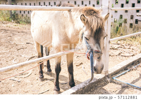 Beautiful horses in the stable, Portrait of a a horse with copy space and text 57112881