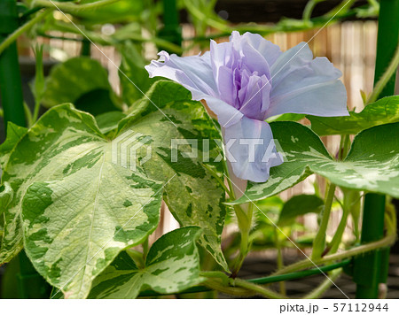 変化朝顔83 57112944