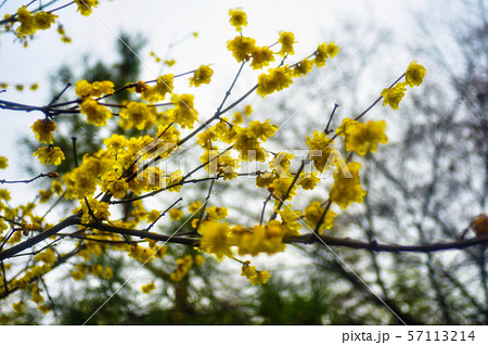 Bamboo Forest flowers, Japan 57113214