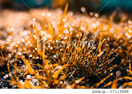 grass with dew drops closeup grass with dew drops closeup 57113906