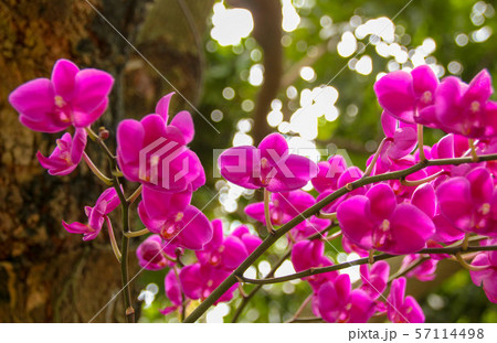 蘭 ラン 洋ラン 57114498