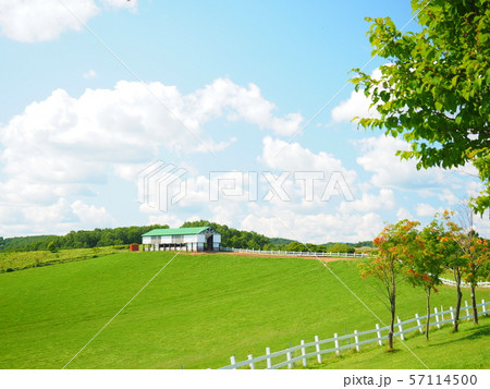 北海道の風景 牧草地 北海道の風景 牧草地 57114500
