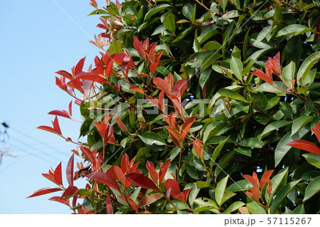 赤目の写真素材