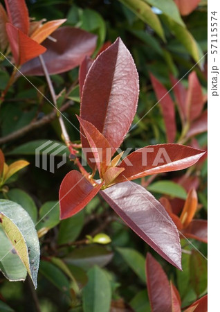 赤目の写真素材