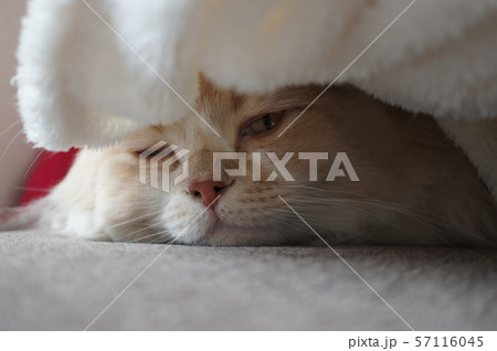 毛布に潜って寝る猫 毛布に潜って寝る猫 57116045