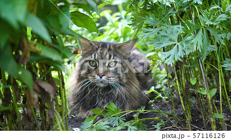 Big gray cat sitting in the garden bush. Maine coon Big gray cat sitting in the garden bush. Maine coon 57116126