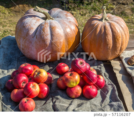 pumpkin and red apples 57116207