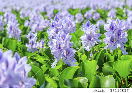 本薬師寺跡　ホテイアオイ 57116337