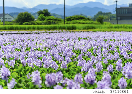 本薬師寺跡 ホテイアオイ 本薬師寺跡 ホテイアオイ 57116361