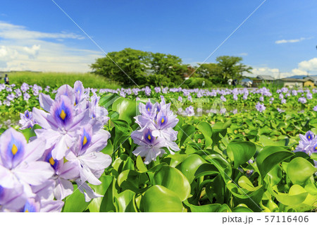 本薬師寺跡 ホテイアオイ 本薬師寺跡 ホテイアオイ 57116406