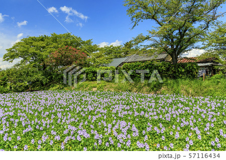 本薬師寺跡 ホテイアオイ 本薬師寺跡 ホテイアオイ 57116434