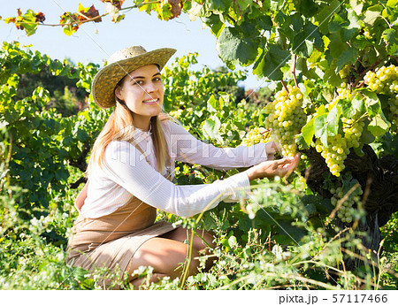 Woman harvesting white grapes Woman harvesting white grapes 57117466
