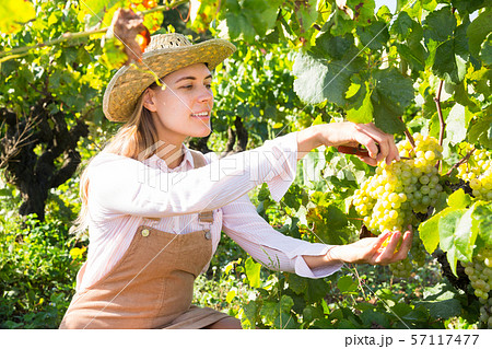 Female gathering harvest of white grapes Female gathering harvest of white grapes 57117477