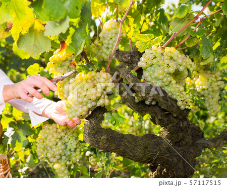 White grapes gathered by female hands White grapes gathered by female hands 57117515