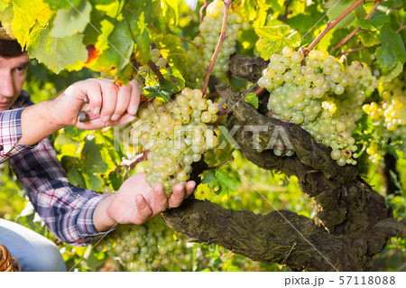 Bunch of white grapes gathered by man Bunch of white grapes gathered by man 57118088