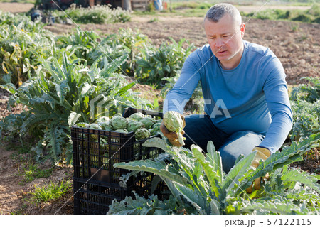 Man gardener picking harvest of artichokes to crate in sunny garden 57122115