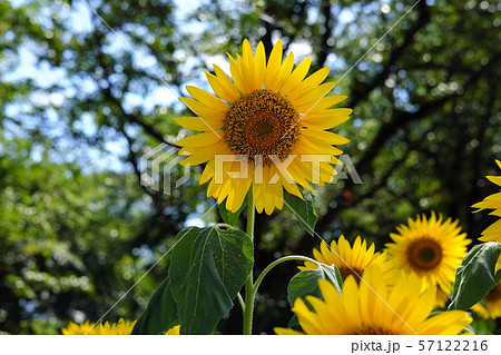 大潟村 菜の花ロード 夏の花 ひまわりの写真素材