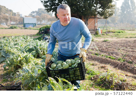 Professional gardener holding crate with artichokes in garden outdoor Professional gardener holding crate with artichokes in garden outdoor 57122440