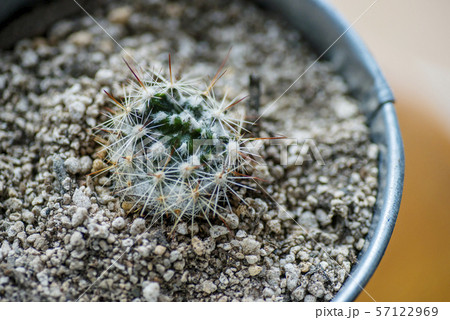 傷んだサボテン 57122969