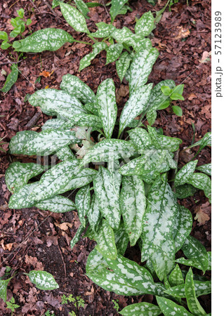 Spotted lungwort leaves 57123989