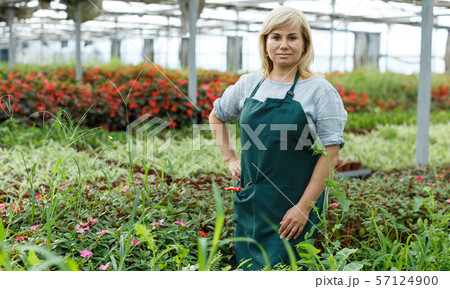 Mature female gardener standing near different plants in greenhouse Mature female gardener standing near different plants in greenhouse 57124900