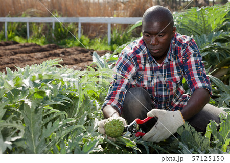African man picking artichokes 57125150