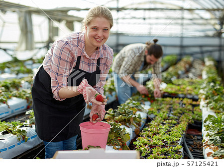 Satisfied woman showing harvest of strawberries 57125421
