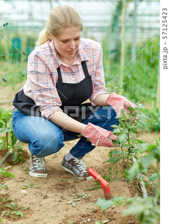 Female farmer cultivating tomatoes 57125423