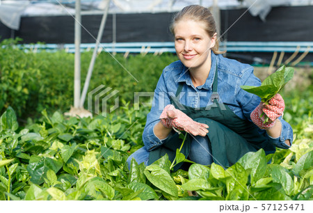 Positive female horticulturist in apron working with creeping spinach Positive female horticulturist in apron working with creeping spinach 57125471