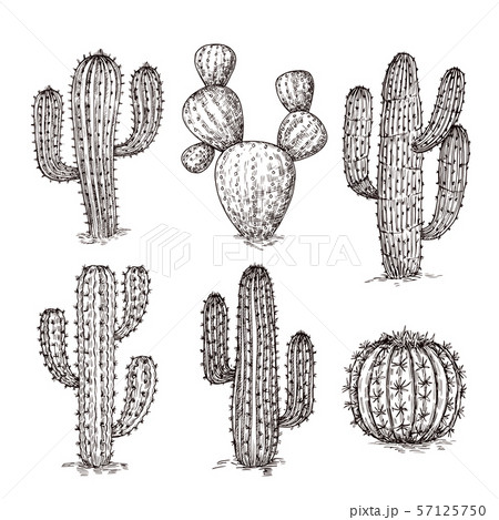 Premium Vector  Sketch cacti collection cactus drawing ink succulent  botanical design engraving black desert plants pencil floral neoteric  vector elements