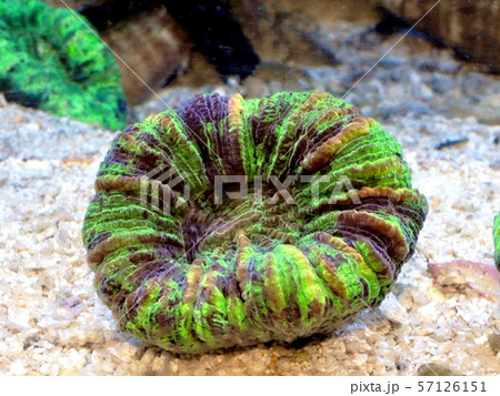 オオバナサンゴ 57126151