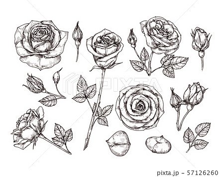 Rose Line Art Transparant Rose Drawing Rose Sketch Roses Clipart PNG and  Vector with Transparent Background for Free Download