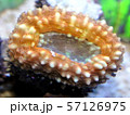マルハナガタサンゴ 57126975