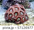 カクオオトゲキクメイシ 57126977