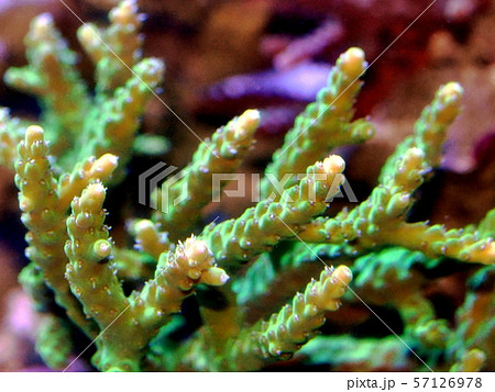 ミドリイシ 57126978