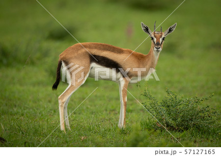 Thomson gazelle stands in grass watching camera 57127165