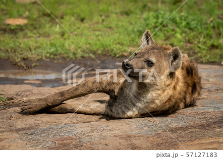 Spotted hyena lies on rock with catchlight Spotted hyena lies on rock with catchlight 57127183