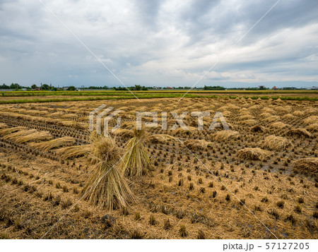 rice field harvest in Aaia 57127205