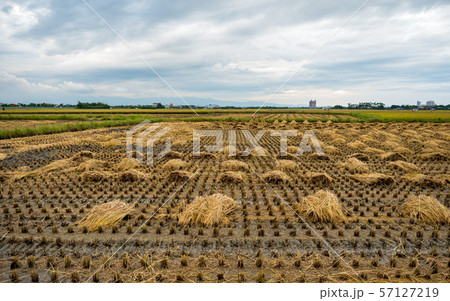 rice field harvest in Aaia 57127219