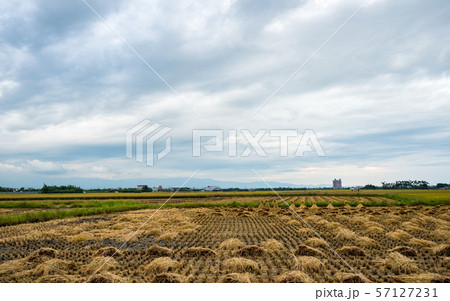rice field harvest in Aaia 57127231