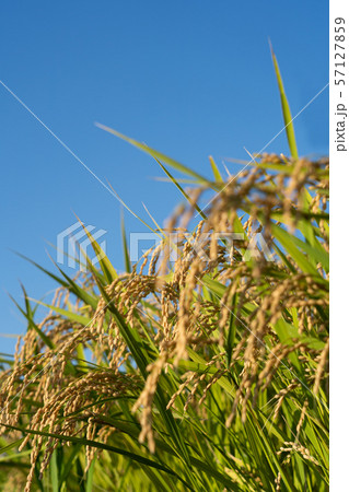 夏に収穫される「みずかがみ」 夏に収穫される「みずかがみ」 57127859