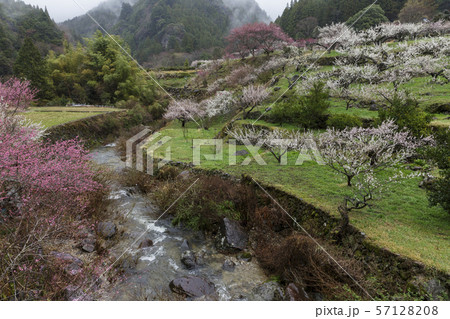 新城川売梅園 57128208