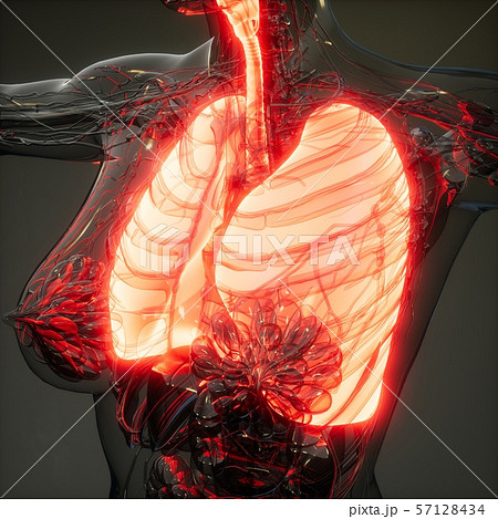 Human Lungs Radiology Exam 57128434
