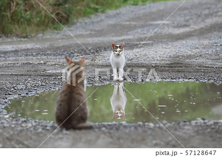 水たまりを挟んで対峙する2匹の猫 水たまりを挟んで対峙する2匹の猫 57128647