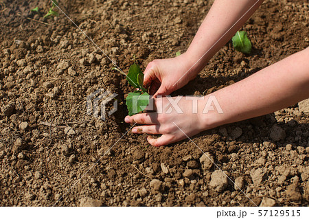 Woman hands planting young seedling plant into wet Woman hands planting young seedling plant into wet 57129515