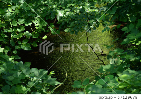 玉川上水　久我山周辺 57129678