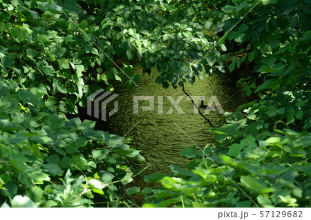 玉川上水　久我山周辺 57129682